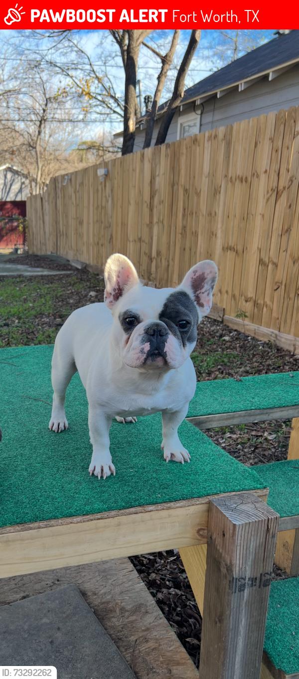 Lost Male Dog last seen Academy dr…chapel creek area, Fort Worth, TX 76108