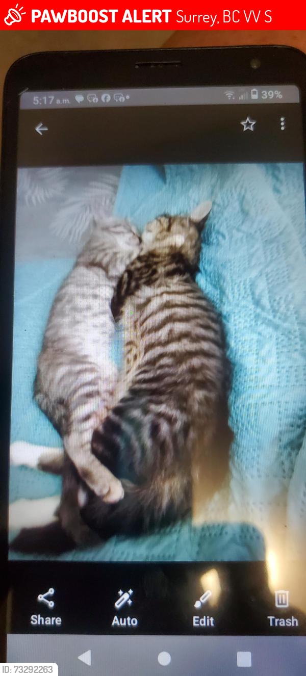 Lost Female Cat last seen Near 124 street, Surrey, BC V3V 4S8