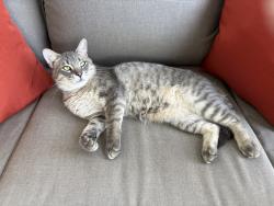 Lost Male Cat last seen Encantada, Corpus Christi, TX 78418