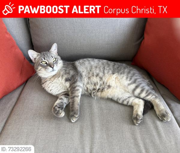 Lost Male Cat last seen Encantada, Corpus Christi, TX 78418
