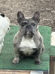 Lost Female Dog last seen Academy dr ..chapel creek area, Fort Worth, TX 76108