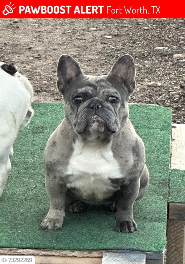 Lost Female Dog last seen Academy dr ..chapel creek area, Fort Worth, TX 76108