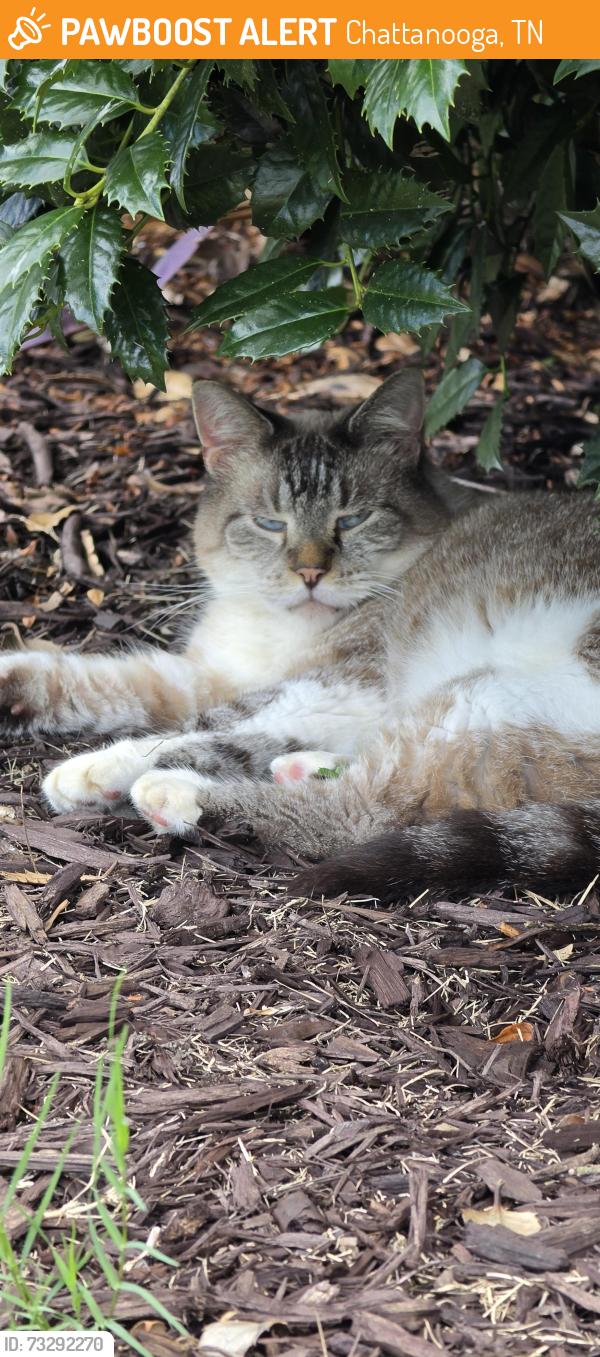 Found/Stray Male Cat last seen Concord, Chattanooga, TN 37421