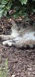Found/Stray Male Cat last seen Concord, Chattanooga, TN 37421
