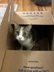 Reunited Female Cat last seen 30th street and guilford avenue, Baltimore, MD 21218