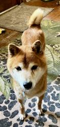 Reunited Male Dog last seen Long Trail Road & Hwy 119, Gilpin County, CO 80422