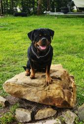Lost Male Dog last seen Near street, Davie, FL 33325