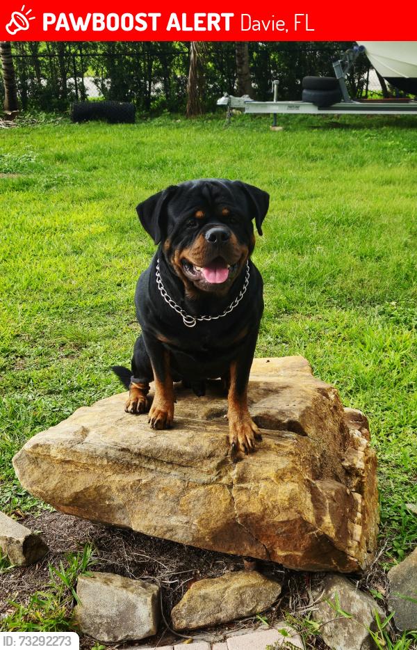 Lost Male Dog last seen Near street, Davie, FL 33325