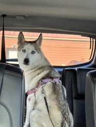 Lost Female Dog last seen Preston Rd, Pasadena, TX 77506