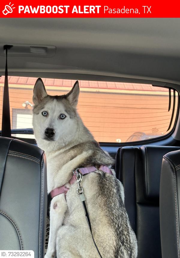 Lost Female Dog last seen Preston Rd, Pasadena, TX 77506