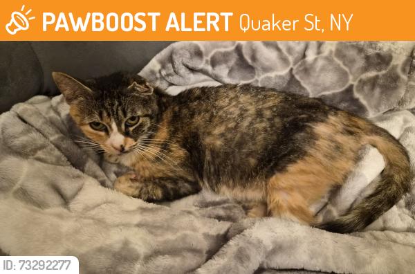 Found/Stray Female Cat last seen Near Quaker St, Wallkill, NY 12589