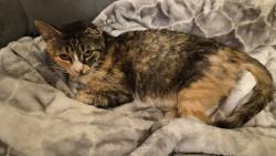 Found/Stray Female Cat last seen Near Quaker St, Wallkill, NY 12589