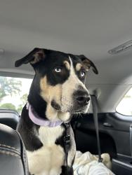 Lost Female Dog last seen Preston, Pasadena, TX 77506