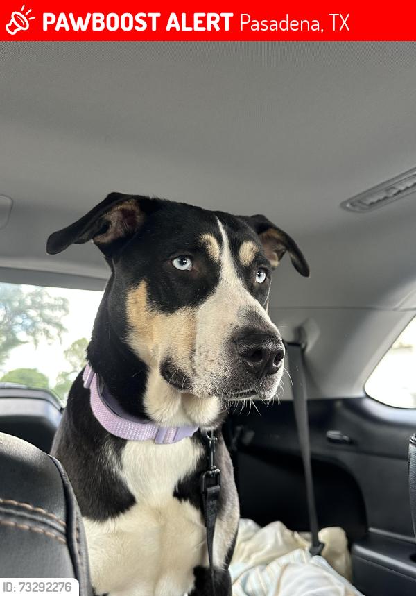 Lost Female Dog last seen Preston, Pasadena, TX 77506