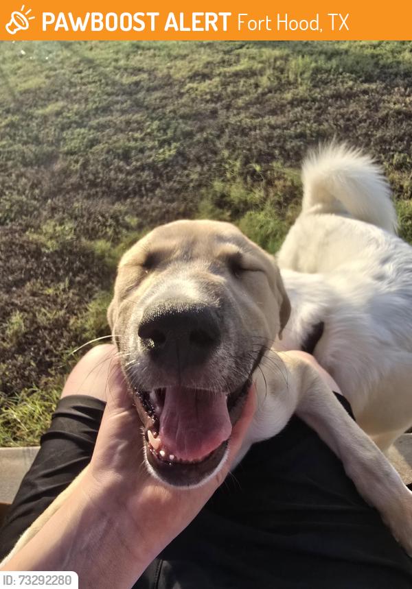 Found/Stray Male Dog last seen Pershing park Housing office, Fort Hood, TX 76544