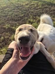 Found/Stray Male Dog last seen Pershing park Housing office, Fort Hood, TX 76544