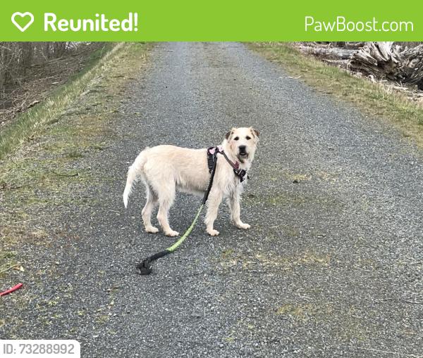Reunited Female Dog last seen Strawberry Fields dog park, Marysville, WA 98271