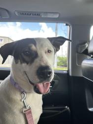Reunited Female Dog last seen Red bluff terrace, Pasadena, TX 77506
