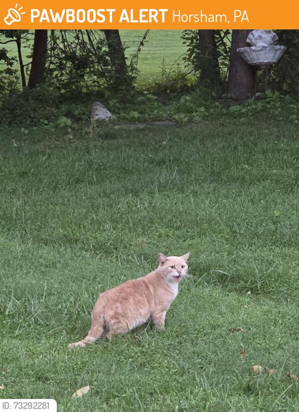 Found/Stray Male Cat last seen Latchstring, Horsham, PA 19040