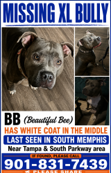 Lost Female Dog last seen Tampa near Mallory, Memphis, TN 38106