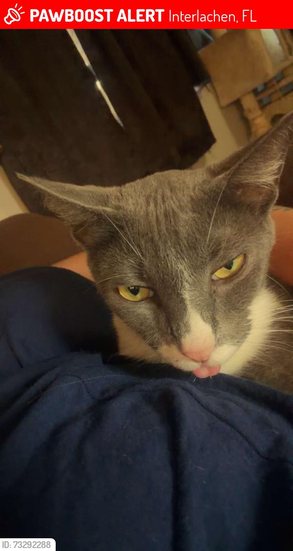 Lost Male Cat last seen Lake ests, Interlachen, FL 32148