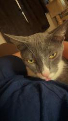 Lost Male Cat last seen Lake ests, Interlachen, FL 32148