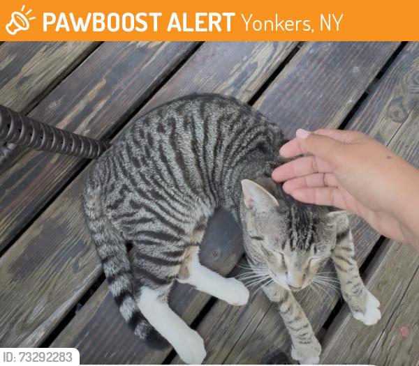 Found/Stray Male Cat last seen School 5, Yonkers, NY 10701