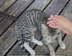 Found/Stray Male Cat last seen School 5, Yonkers, NY 10701