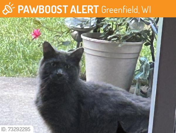 Found/Stray Unknown Cat last seen Elm Dale School, Greenfield, WI 53221