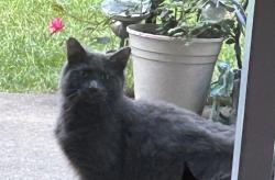 Found/Stray Unknown Cat last seen Elm Dale School, Greenfield, WI 53221