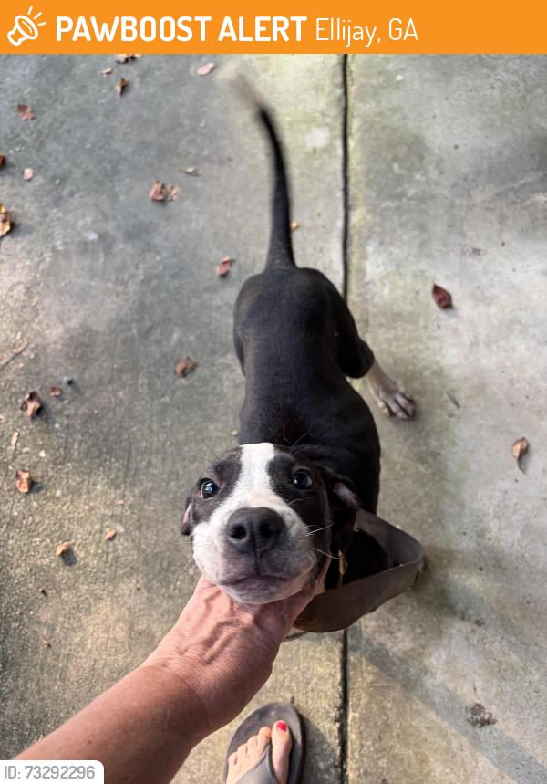 Found/Stray Male Dog last seen River Lane, Ellijay, GA 30536