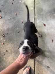 Found/Stray Male Dog last seen River Lane, Ellijay, GA 30536