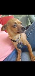 Reunited Female Dog last seen Central avenue, Mauldin, SC 29662