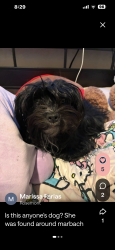 Reunited Female Dog last seen Marbach and Ellison, Far West Side, TX 78245
