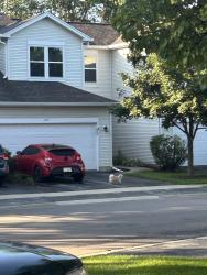 Found/Stray Unknown Dog last seen Seen on Lilac lane, headed east on Butterfield rd, North Aurora, IL 60542