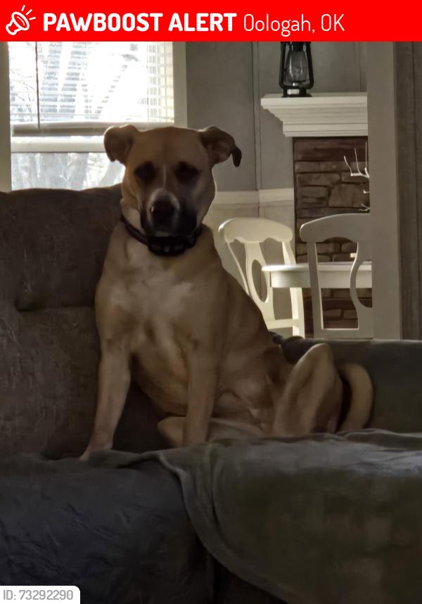 Lost Female Dog last seen Old Hwy 169 across from Soccer Fields, Oologah, OK 74053