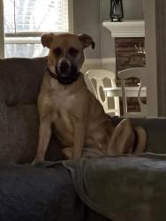 Lost Female Dog last seen Old Hwy 169 across from Soccer Fields, Oologah, OK 74053