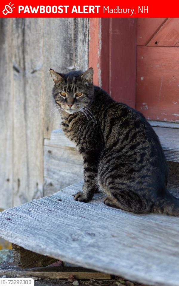 Lost Female Cat last seen Freshet, Madbury, NH 03823