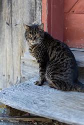 Lost Female Cat last seen Freshet, Madbury, NH 03823