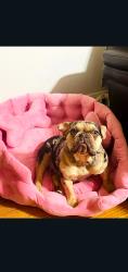 Lost Female Dog last seen Near hslyburton rd, Stony Point, NC 28678