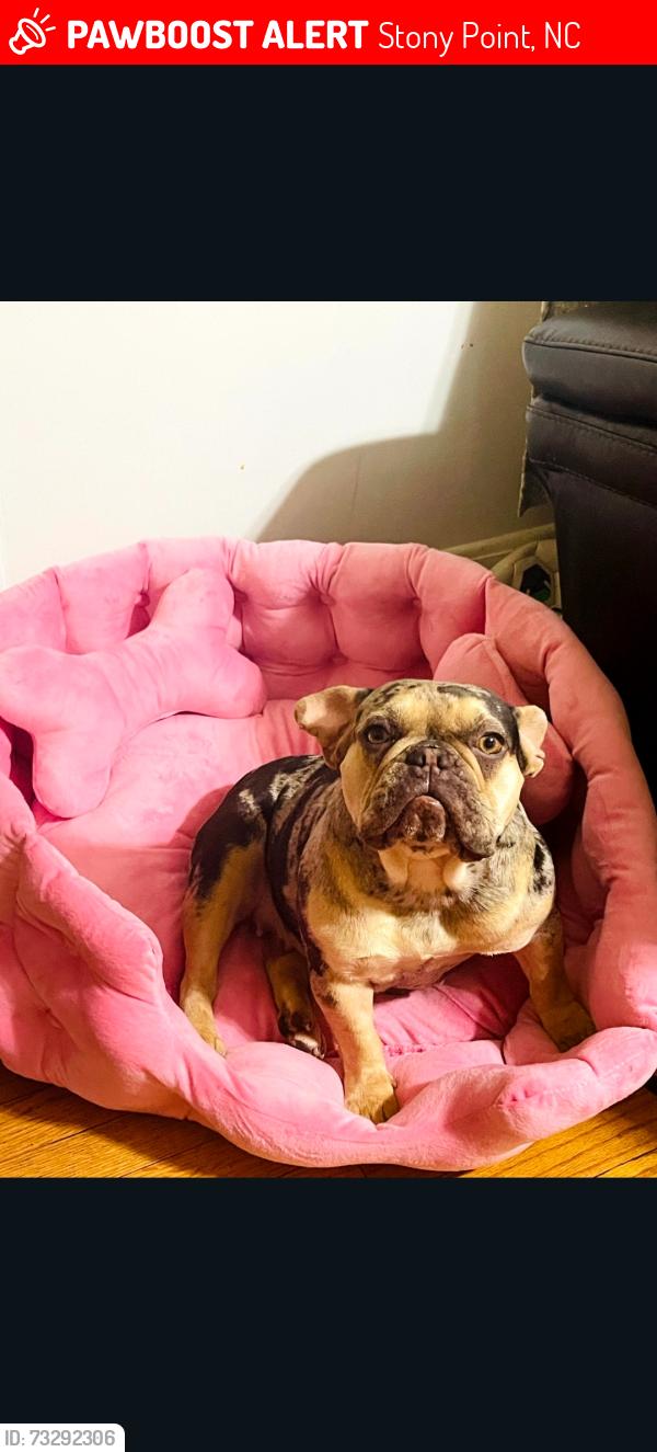 Lost Female Dog last seen Near hslyburton rd, Stony Point, NC 28678