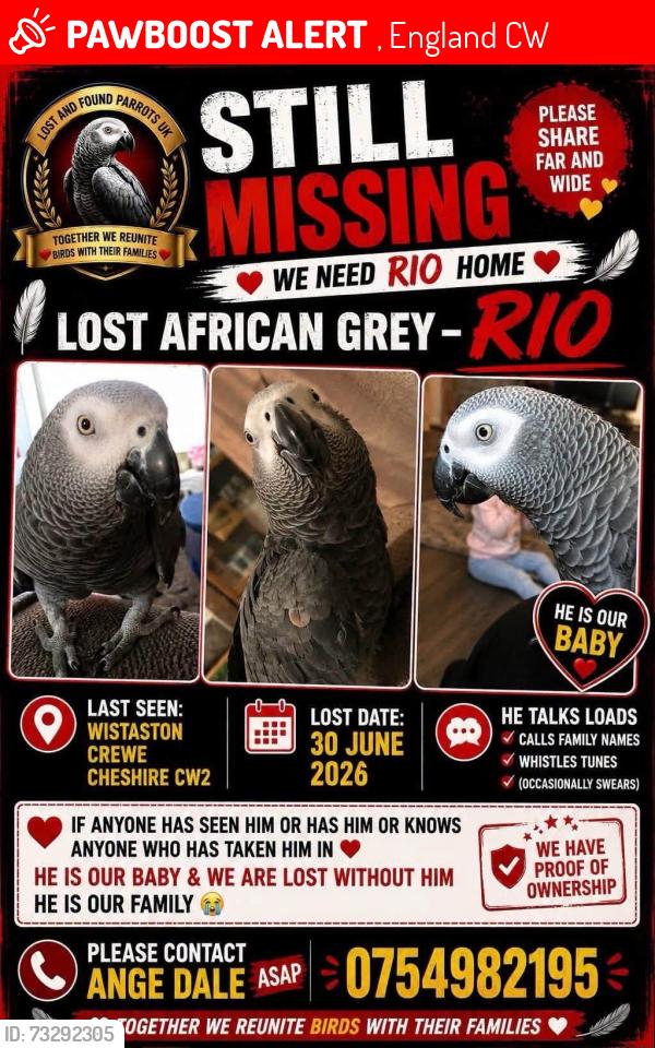 Lost Male Bird last seen Landdale road, , England CW2