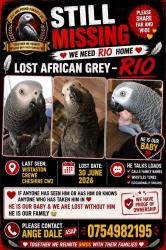 Lost Male Bird last seen Landdale road, , England CW2