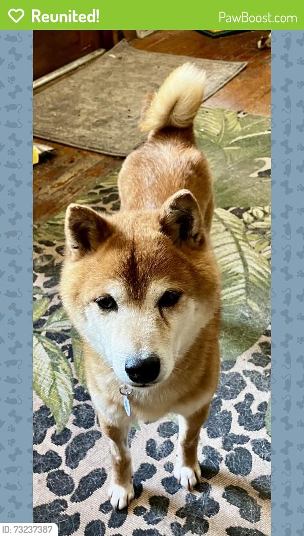 Reunited Male Dog last seen Long Trail Road & Hwy 119, Gilpin County, CO 80422