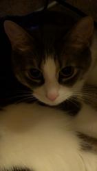 Reunited Female Cat last seen Citadel Pt NW, Calgary, AB T3G 5L2