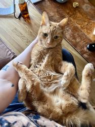 Reunited Male Cat last seen 38th and Kenilworth, Berwyn, IL 60402