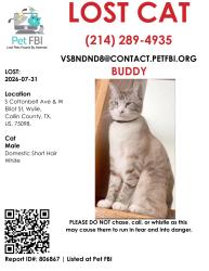 Lost Male Cat last seen WINDING OAK, Wylie, TX 75098