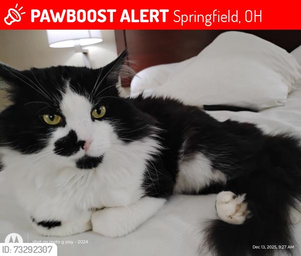 Lost Male Cat last seen Nagley Street, Beacon Street, Springfield, OH 45505