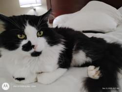 Lost Male Cat last seen Nagley Street, Beacon Street, Springfield, OH 45505