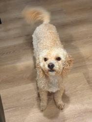 Reunited Male Dog last seen MacArthur and 164th, OKC, Oklahoma City, OK 73013